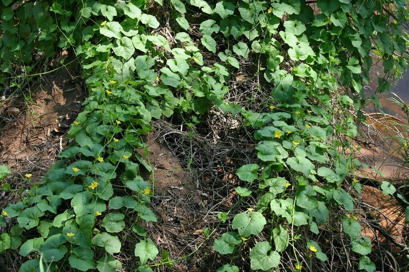 Luffa saccata photo 7