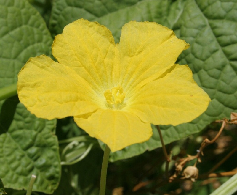 Luffa saccata photo 8