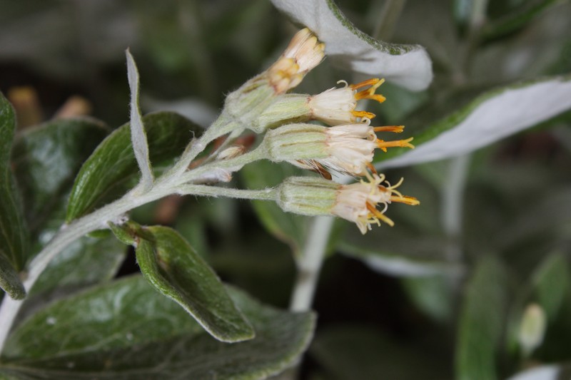 Littleleaf Silverback