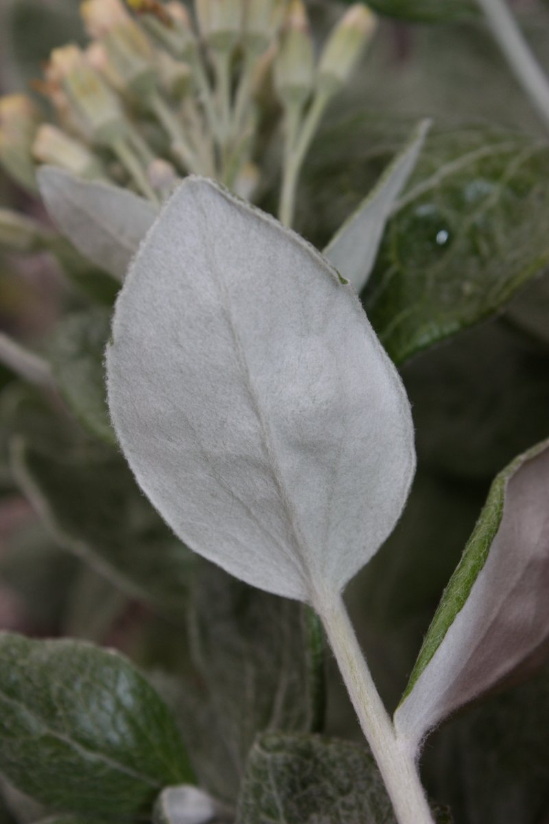 Littleleaf Silverback photo 7
