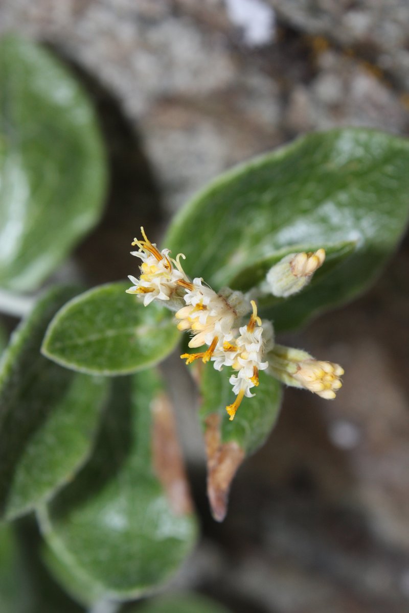Littleleaf Silverback photo 8