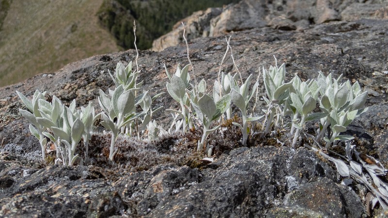 Littleleaf Silverback photo 4