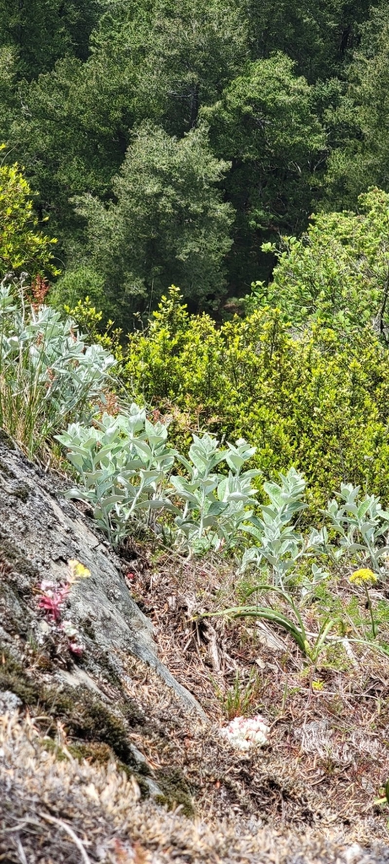 Littleleaf Silverback photo 7