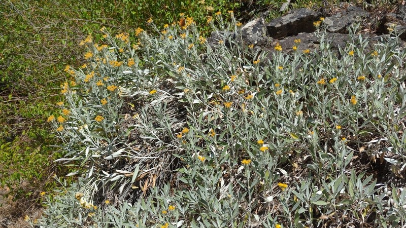 Creeping Silverback photo 2