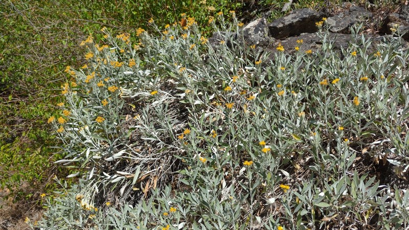 Creeping Silverback photo 6