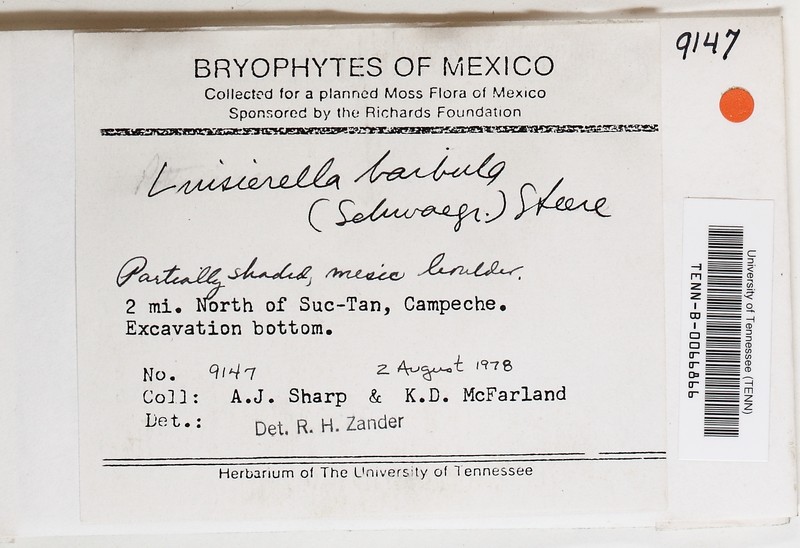 Luisierella Moss