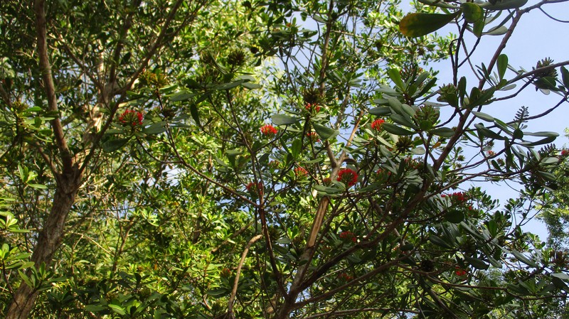 Lumnitzera littorea photo 2
