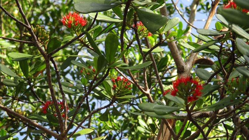 Lumnitzera littorea photo 3