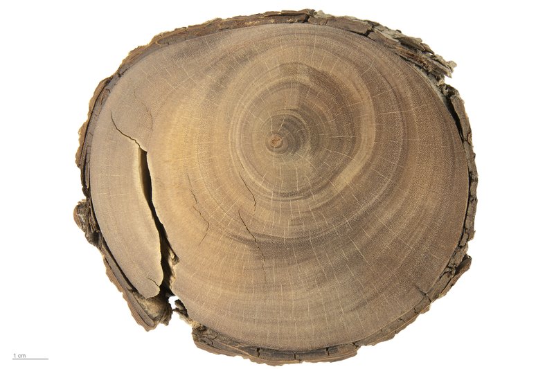 Lumnitzera littorea photo 4