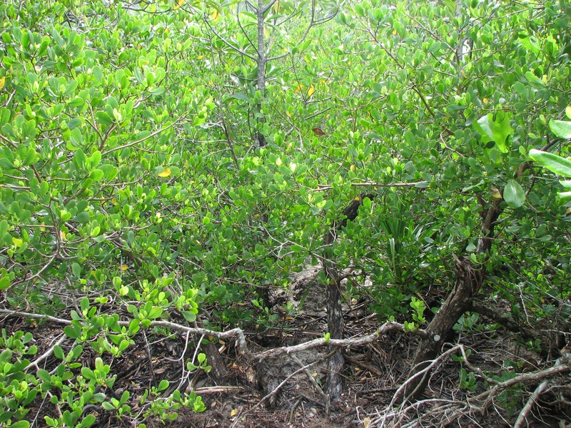 White-Flowered Black Mangrove photo 2