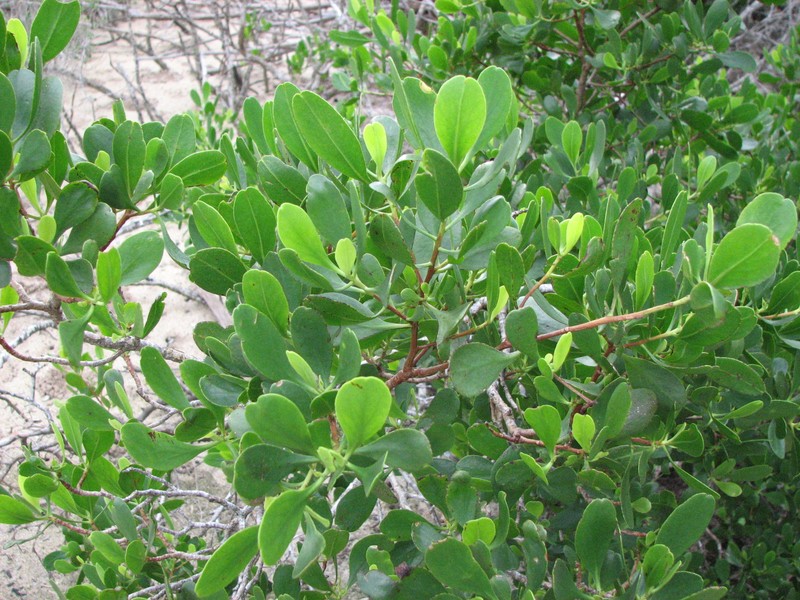 White-Flowered Black Mangrove photo 4