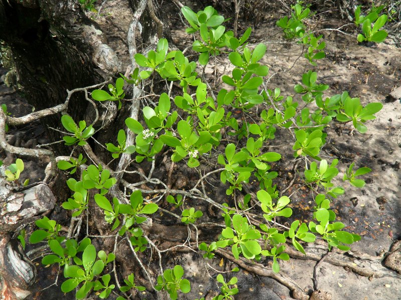 White-Flowered Black Mangrove