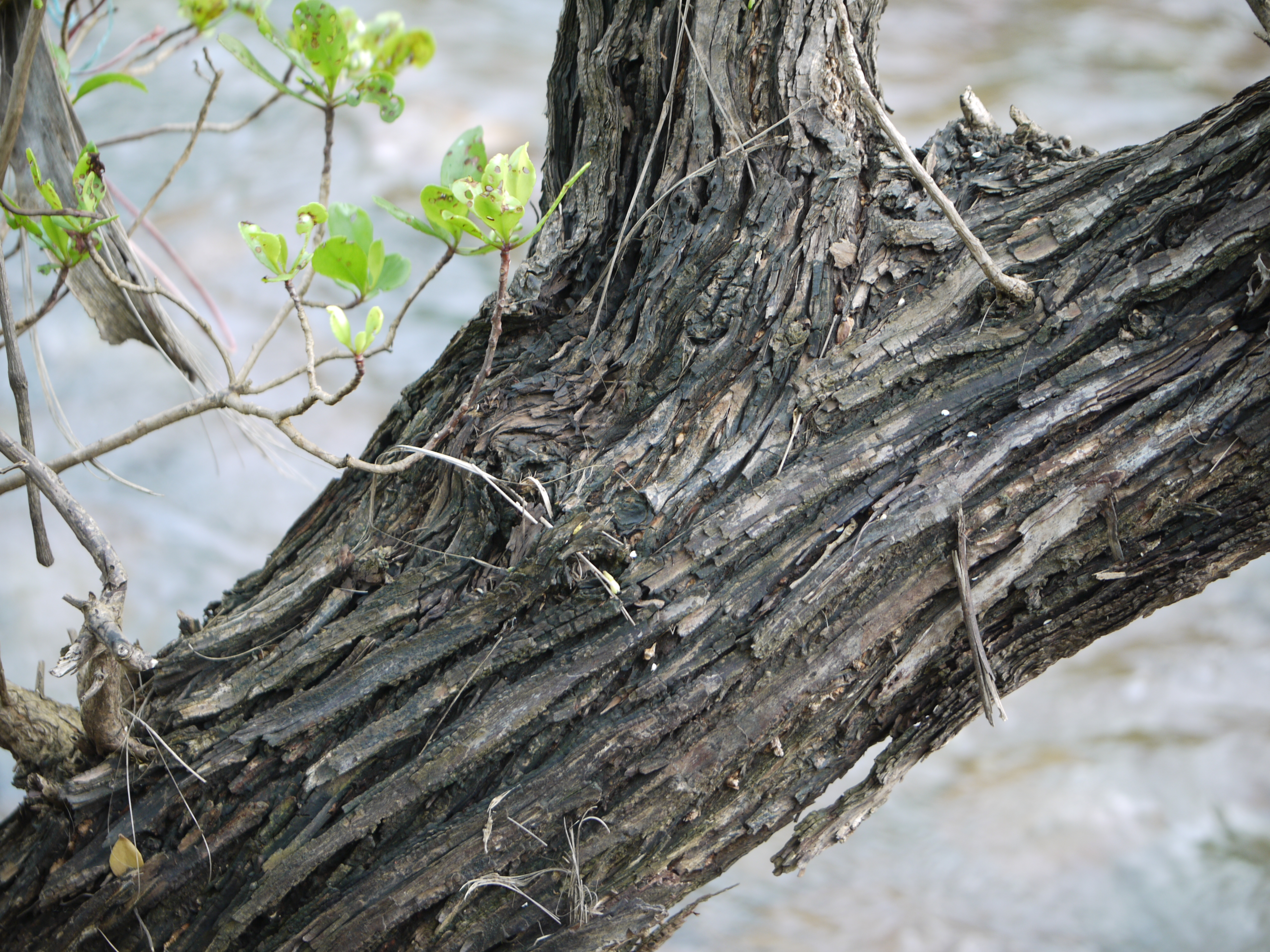 White-Flowered Black Mangrove photo 5