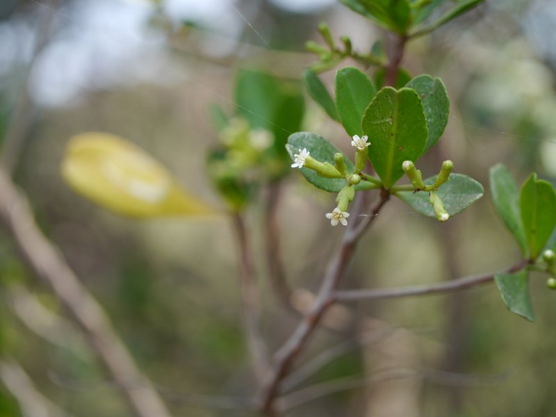 White-Flowered Black Mangrove photo 6