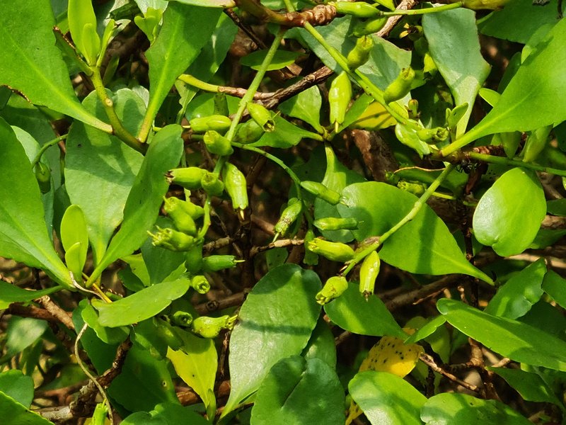 White-Flowered Black Mangrove photo 7