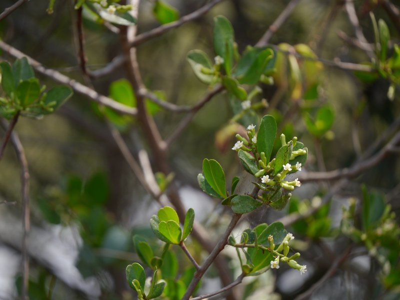 White-Flowered Black Mangrove photo 8
