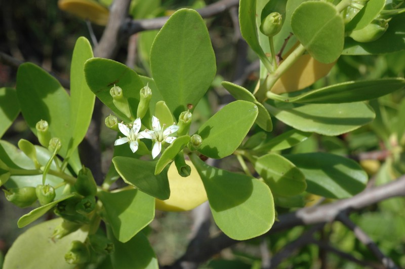 White-Flowered Black Mangrove photo 9