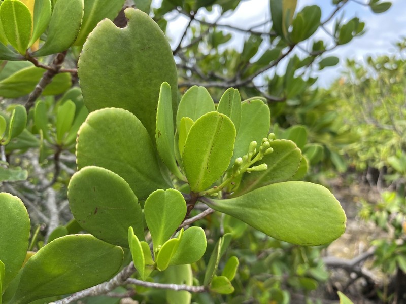 Lumnitzera racemosa var. racemosa