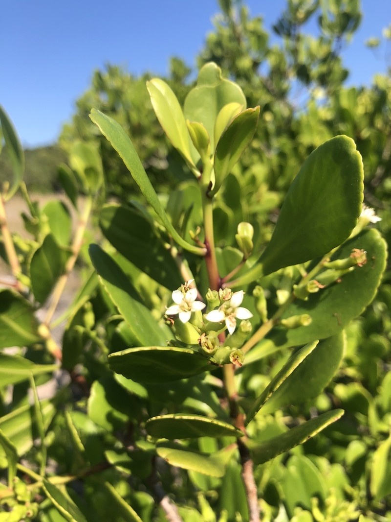 Lumnitzera racemosa var. racemosa photo 2