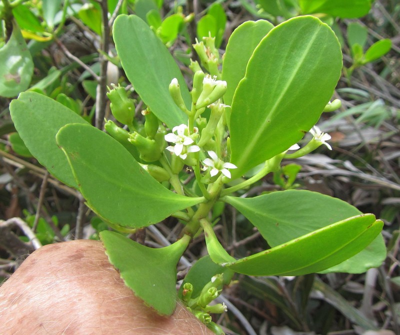 Lumnitzera racemosa var. racemosa photo 3
