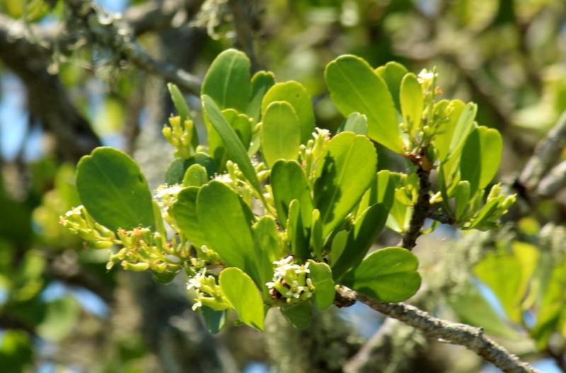 Lumnitzera racemosa var. racemosa photo 4