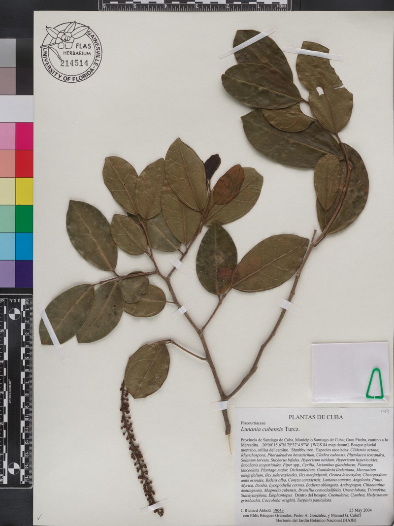 Lunania cubensis