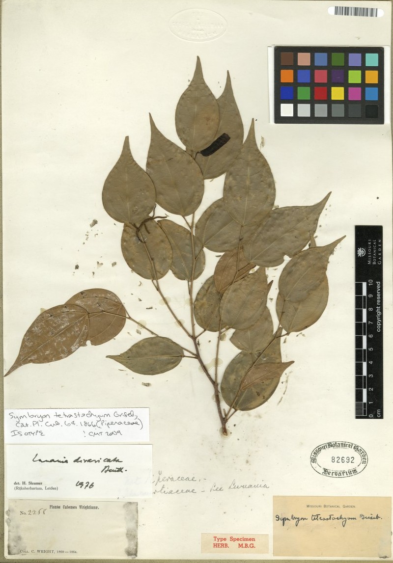 Lunania divaricata