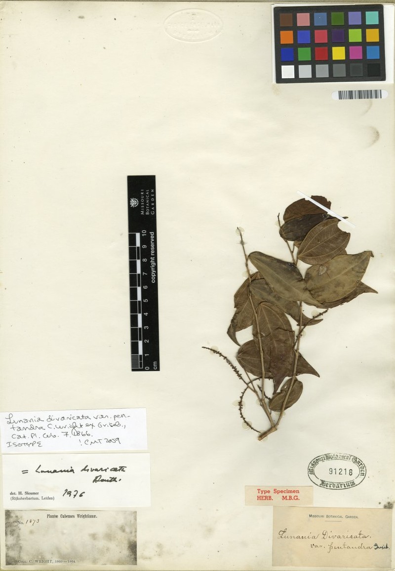Lunania divaricata photo 2