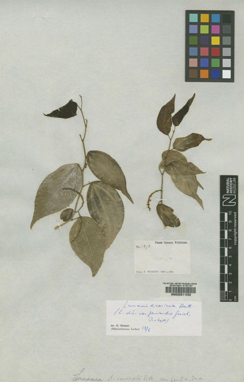 Lunania divaricata photo 3
