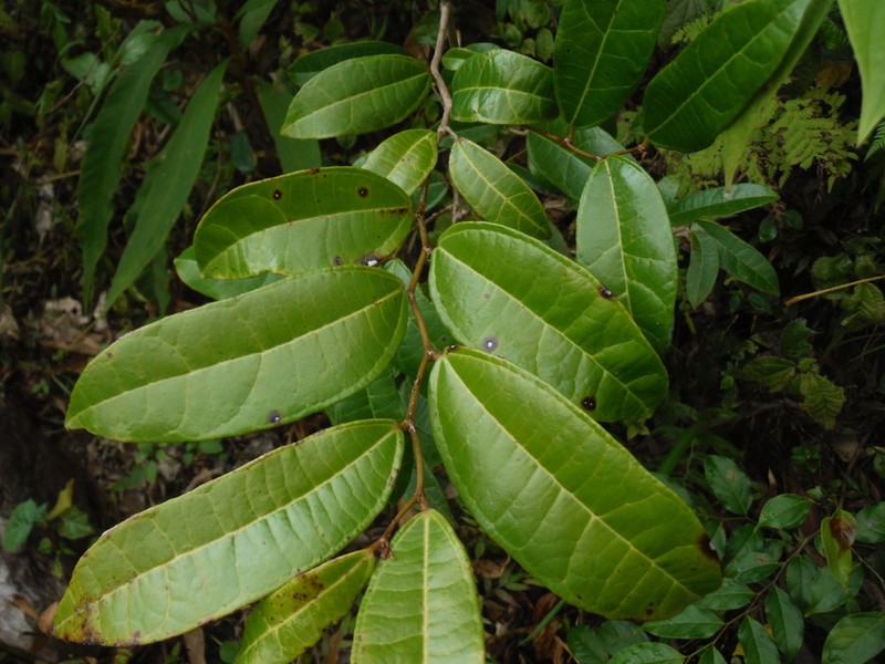 Lunania mauritii