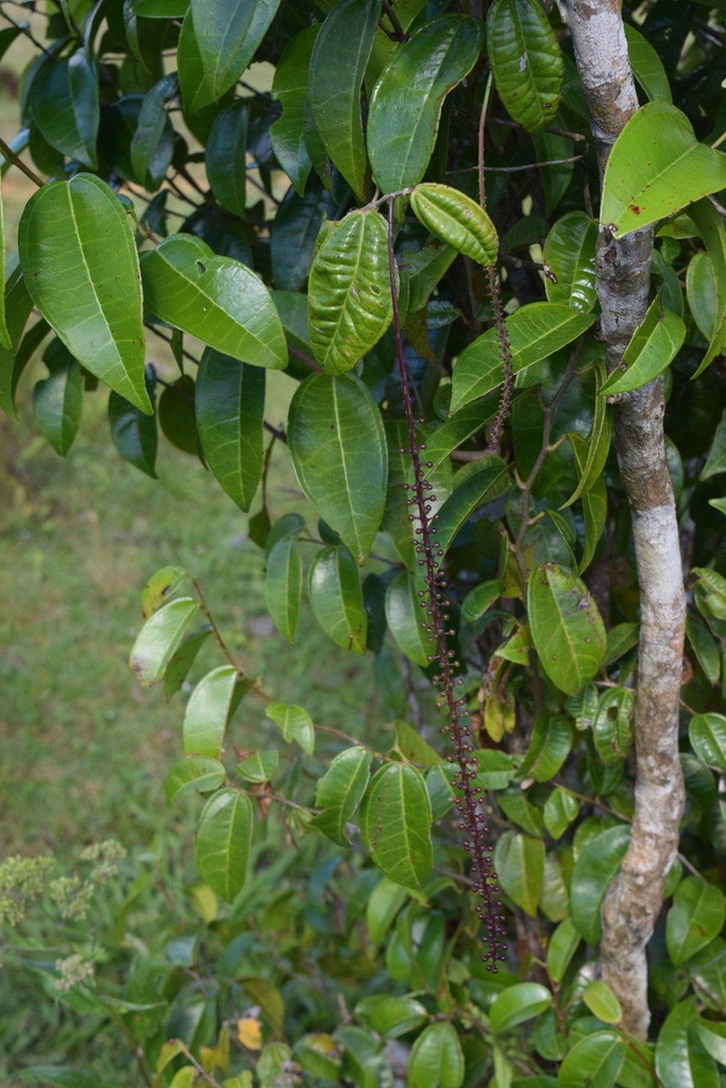 Lunania mauritii photo 2