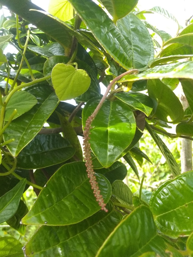 Lunania mauritii photo 3