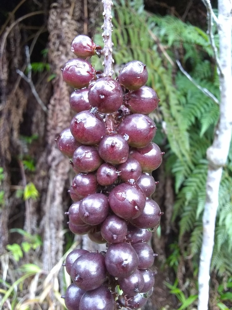 Lunania mauritii photo 4