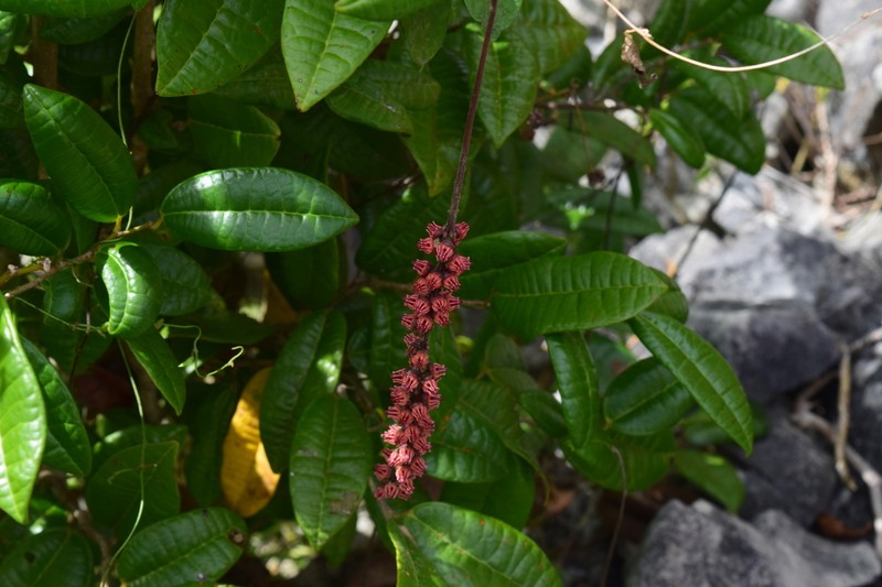 Lunania mauritii photo 5