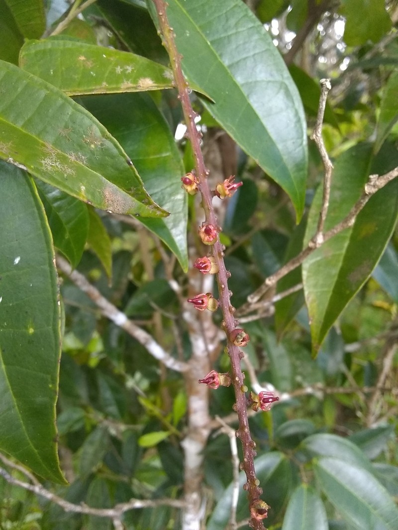 Lunania mauritii photo 6