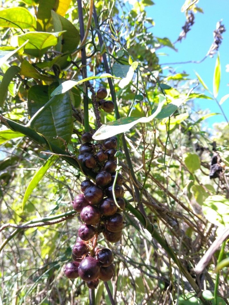 Lunania mauritii photo 7