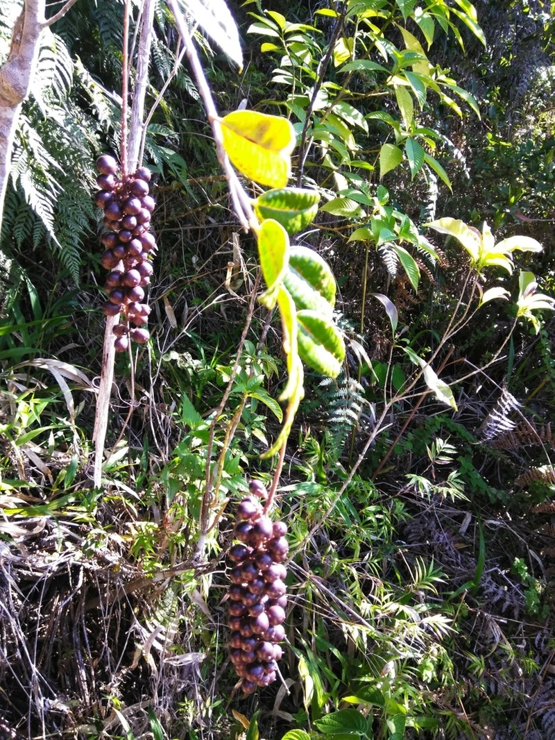 Lunania mauritii photo 8