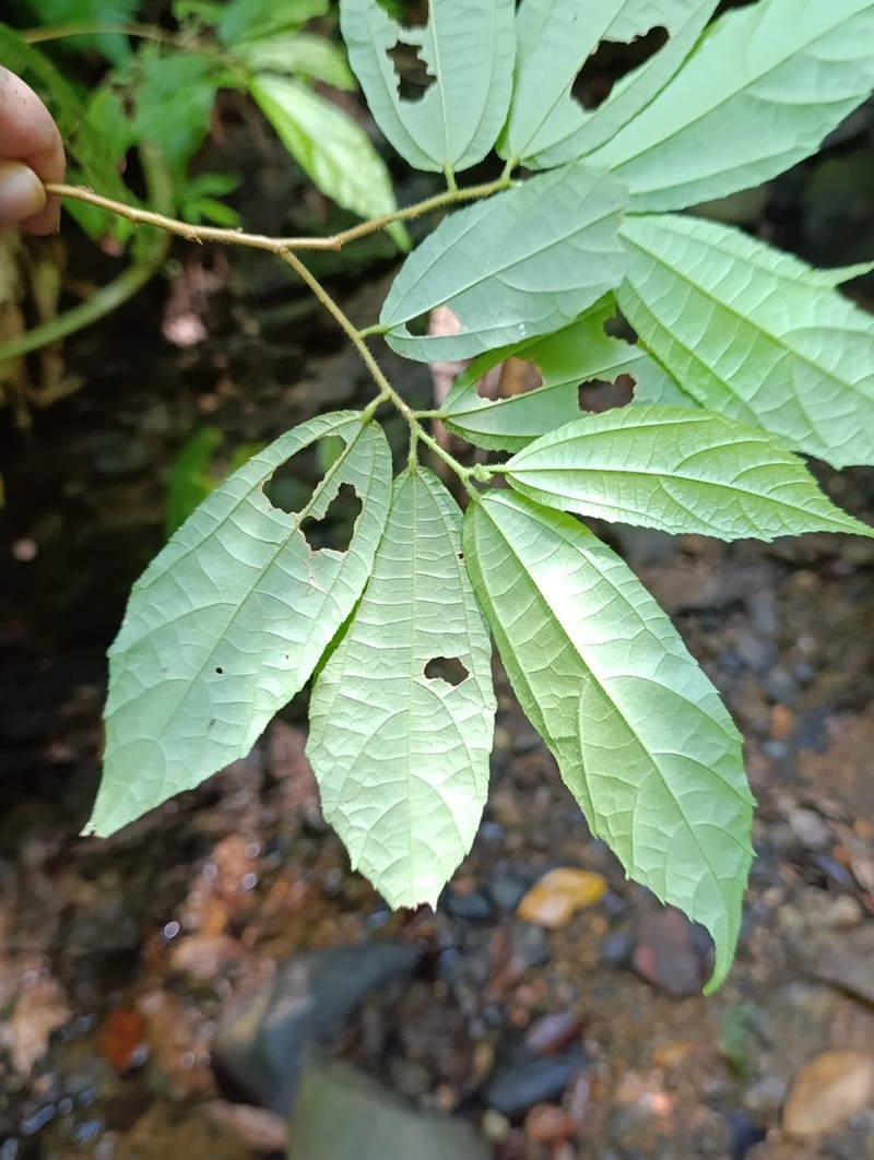 Lunania mexicana