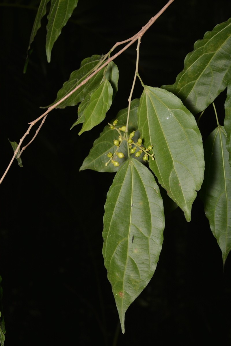 Lunania mexicana photo 2