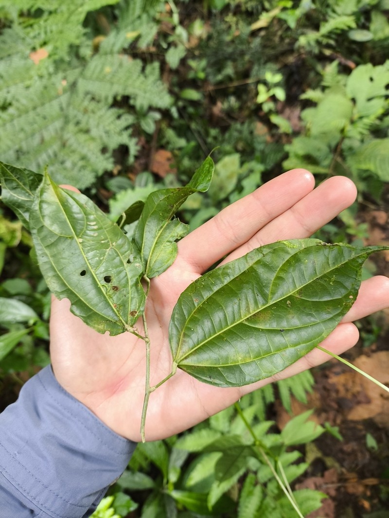 Lunania mexicana photo 3