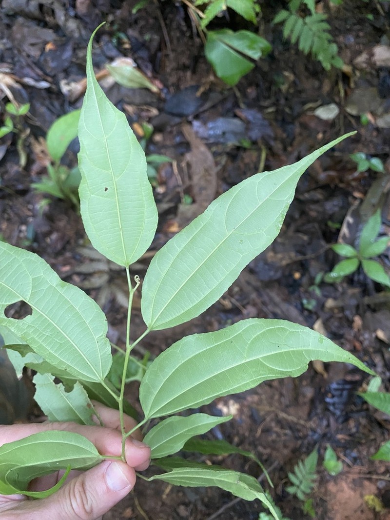Lunania mexicana photo 4