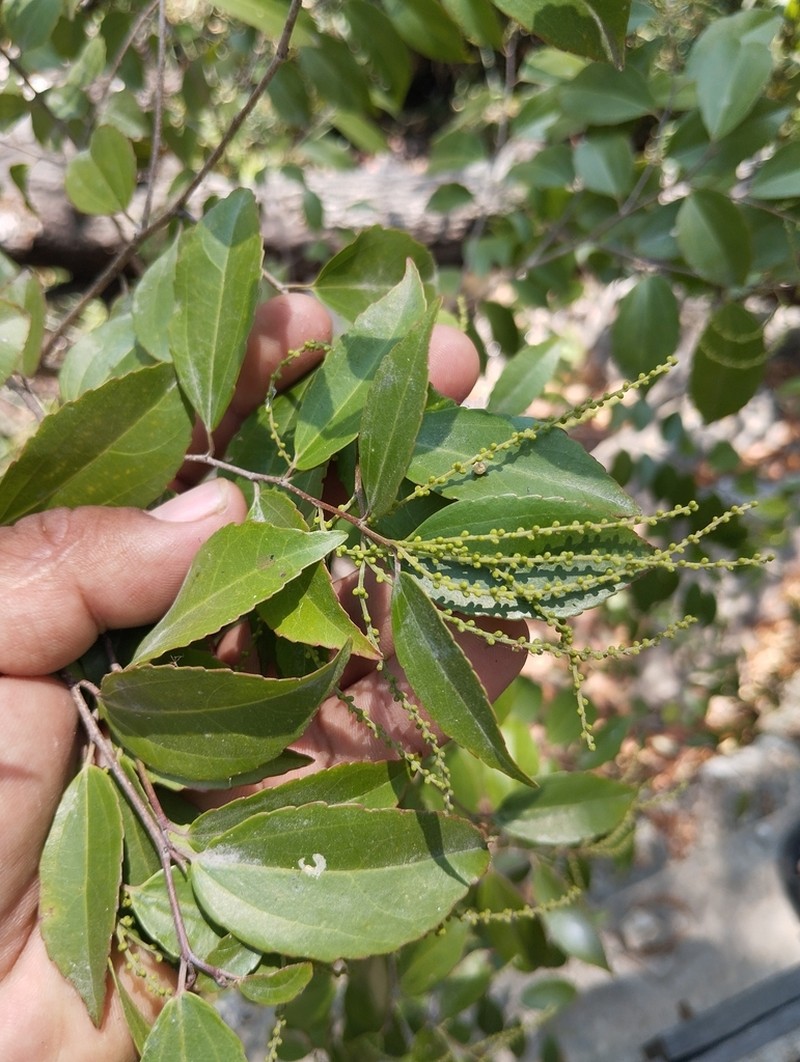 Lunania mexicana photo 5