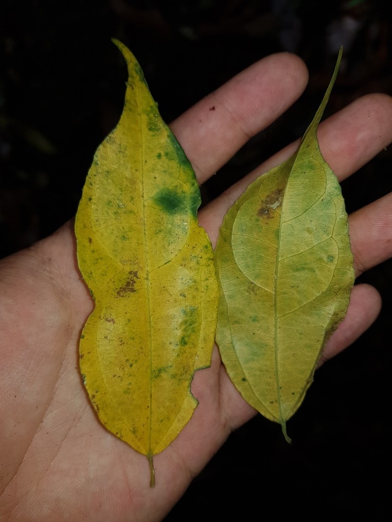 Lunania mexicana photo 6