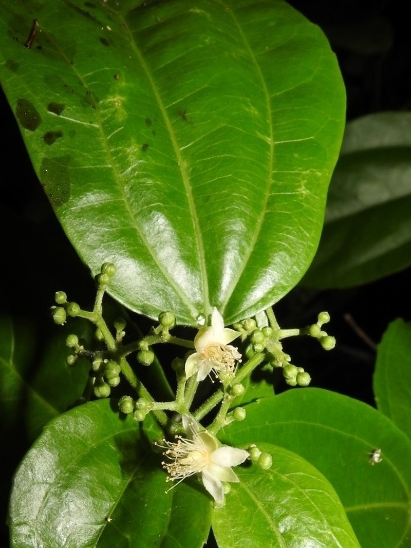 Lunania parviflora