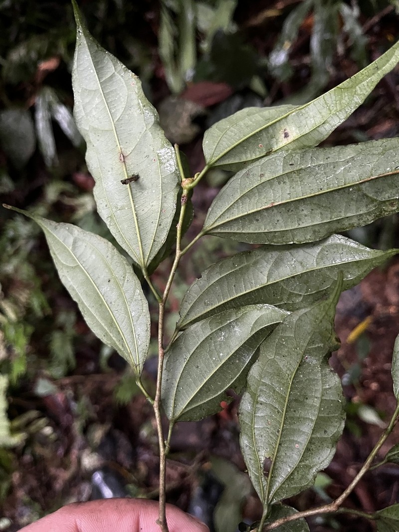 Lunania parviflora photo 2