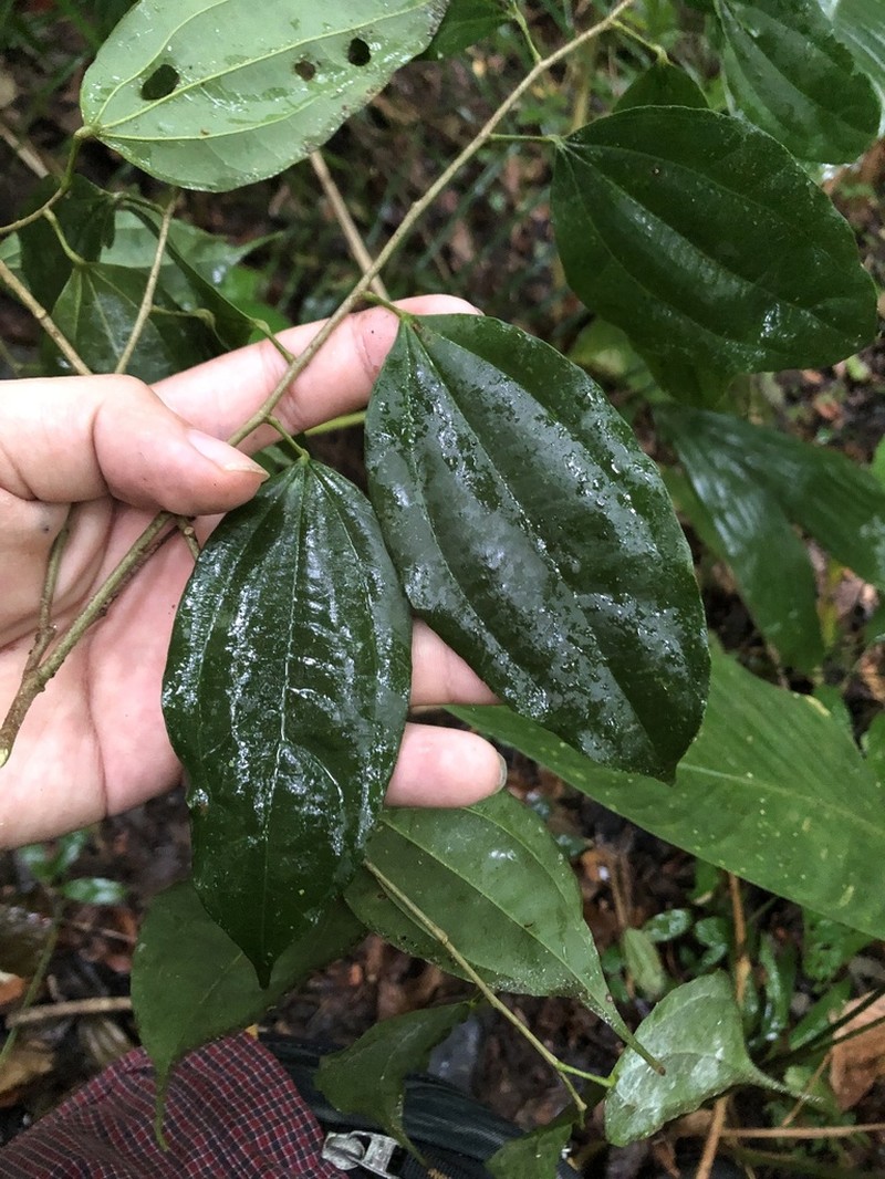 Lunania parviflora photo 3