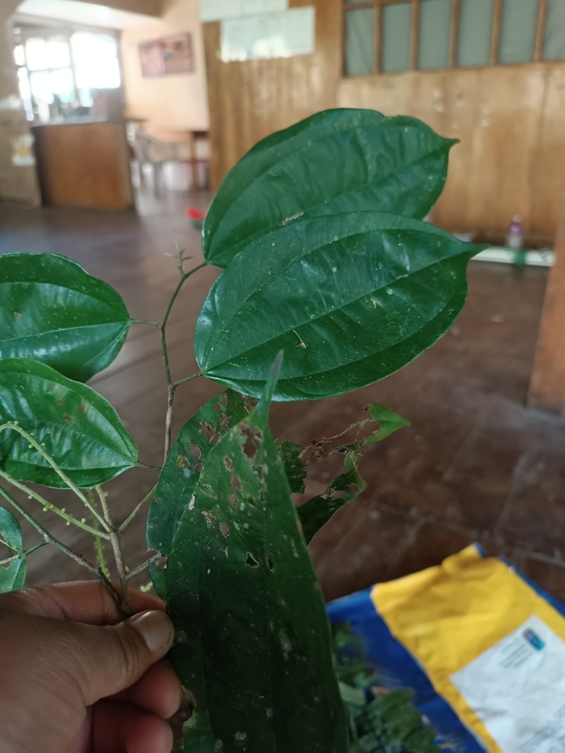 Lunania parviflora photo 4