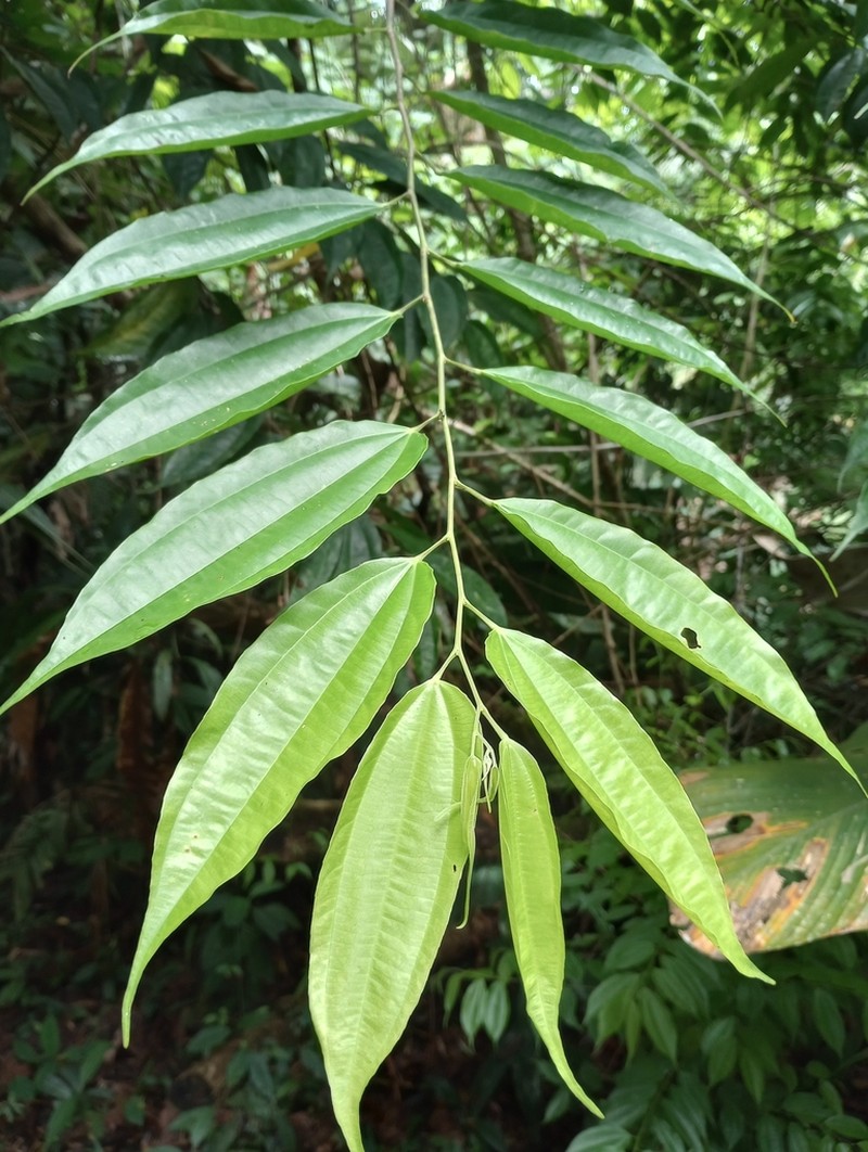 Lunania parviflora photo 5