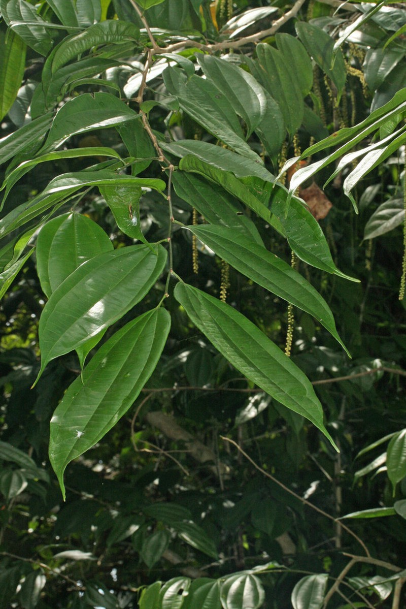 Lunania parviflora photo 6