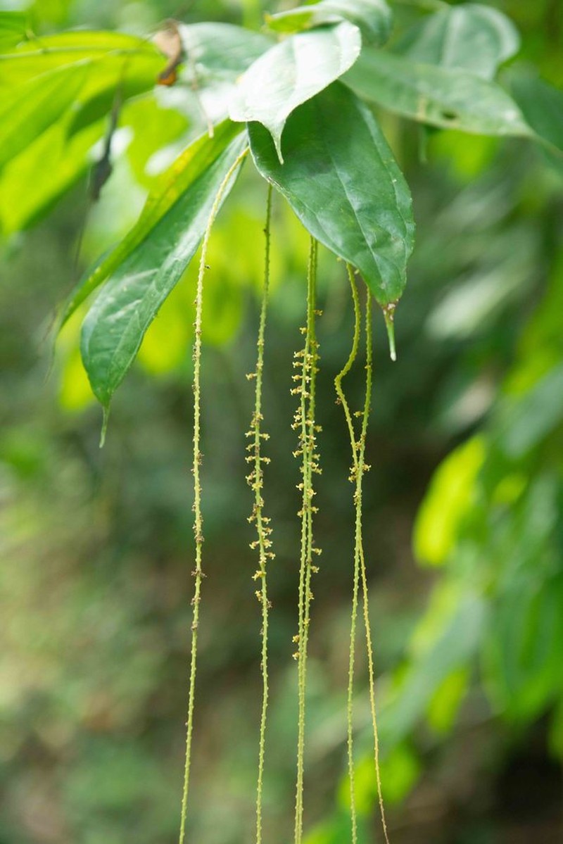 Lunania parviflora photo 7